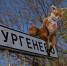 Рыжее нашествие: лисы атакуют село Тургенево Чернского района - Тульские СМИ