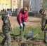 На территории Ваныкинской больницы зазеленели еще сто сосен - Единая Россия
