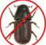Внимание жителей Липецкой, Орловской и Тульской областей! - Рослесозащита ЦЗЛ Тульской области