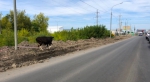 Корова бегала вдоль трассы в Туле на Одоевском шоссе