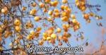 Яблоко раздора