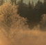 Тулу накрывает зимний туман - ИА Тульская пресса.Ru