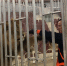В Тульском цирке животных протестировали на коронавирус с помощью гигантской ватной палочки - Центр 71