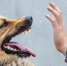 Карантин по бешенству объявлен на территории Тулы - ИА Тульская служба новостей