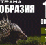 Туляков приглашают в "Страну Дикобразию" - Газета Тула
