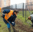 Осенняя кампания по озеленению завершилась в Туле - Молодой Коммунар