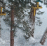 У кормушек птицы тульских лесов - Молодой Коммунар