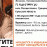 В Тульской области разыскивают пропавшую пенсионерку - ИА Тульская служба новостей