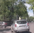 «Накажи автохама»: водитель Renault Duster проигнорировал сплошную на ул. Кауля - Myslo.Ru