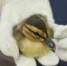 Тульская оборонка продолжает защищать утиное потомство - Молодой Коммунар