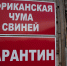 В Тульской области вспышка африканской чумы: две деревни закрыли на карантин - Центр 71