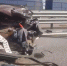 В Киреевском районе на трассе М-4 в тройном ДТП пострадали два человека - Центр 71