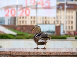 Утки в городе
