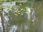 Утки в городе