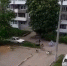 Бродячие собаки снова кидаются на людей в Новомосковске - Молодой Коммунар