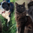 Четвероногие беженцы из Харькова и Мариуполя: как люди перевозят питомцев в Тульскую область - ИА Тульская служба новостей
