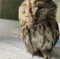 Неравнодушные туляки спасли неясыть с переломом голени - ИА Тульская пресса.Ru