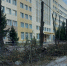 «Оставили пеньки»: Туляки недовольны обрезкой деревьев в центре города - ИА Тульская пресса.Ru