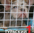 Школьнице из Тульской области передали подарок от Президента Владимира Путина - ТК Первый Тульский