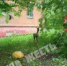 На улицах Тулы заметили косулю - Myslo.Ru