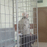 В Богородицке пенсионерка признала вину в убийстве и расчленении невестки - ТК Первый Тульский