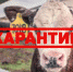 Очаг бруцеллеза крупного рогатого скота выявлен в Белевском районе - Молодой коммунар
