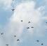 _DZY8647.JPG - Myslo.Ru