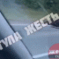 В Туле на Калужском шоссе сбили лося - ТК Первый Тульский