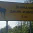 Названы участки дорог в Тульской области, где могут выскочить дикие животные - Myslo.Ru