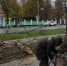 В Туле возле школы на ул. Токарева упало дерево и задело провода - Myslo.Ru