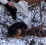 В Богородицке живодёры завязали собаку в мешок и выкинули на мороз - Myslo.Ru