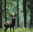 В вольерный комплекс в Марий Эл привезли 20 пятнистых оленей из Тульской области - ИА Тульская служба новостей