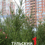 В Туле открылись елочные базары: фоторепортаж - ТК Первый Тульский