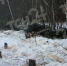 Жители сообщили о вырубке леса под Алексином - ИА Тульская служба новостей