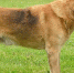 Полиция нашла похитителя охотничьей собаки в Белёвском районе - ГТРК