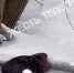 Туляки нашли «водную собаку» в Баташевском парке - ИА Тульская служба новостей