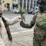 Десантники дарили женщинам тюльпаны в центре Тулы - Молодой коммунар