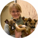 Как в Тульской области можно решить проблему бездомных собак?