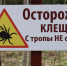 В Роспотребнадзоре рассказали, как защититься от клещей - ИА Тульская пресса.Ru