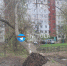 На улице Новомосковской в Туле два дерева рухнули на детскую площадку - ТК Первый Тульский