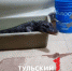 Напугавший туляков крокодил Гоша оказался фейком - ТК Первый Тульский