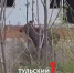 Лоси в городе: что делать тулякам при встрече с диким животным - ТК Первый Тульский