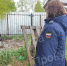 В Туле прокуратура проводит проверку после жалоб о жестоком обращении с собаками - ИА Тульская пресса.Ru