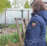 В селе Частое хозяин собак увёз их от прокурорской проверки - ГТРК