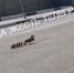 На Демидовской Плотине в Туле заметили переходящую дорогу маму-утку с птенцами - ИА Тульская служба новостей