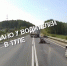 На Калужском шоссе Тулы утром 22 мая сбили лося - ИА Тульская служба новостей