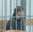Под стражу взяли третьего фигуранта по делу об убийстве в Донском - ТК Первый Тульский