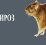 Лептоспироз — это инфекционное заболевание, поражающее как людей, так и животных. Заражение происходит при контакте с жидкостями организма инфицированных животных (моча, кровь), тканями больных животных или при употреблении загрязнённой воды и пищи. - ГТРК