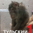 Старейший макак России из Тулы отмечает 31-летие - ТК Первый Тульский