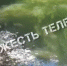 Туляки сообщают о массовой гибели рыб на Щекинском водохранилище - ИА Тульская служба новостей